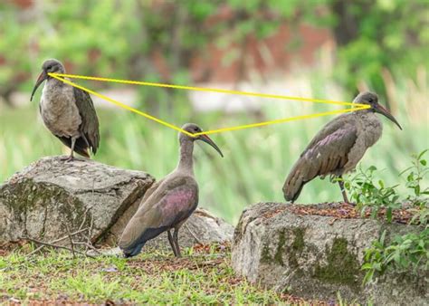 rule of odds photography|Why the rule of odds dramatically improves photography .